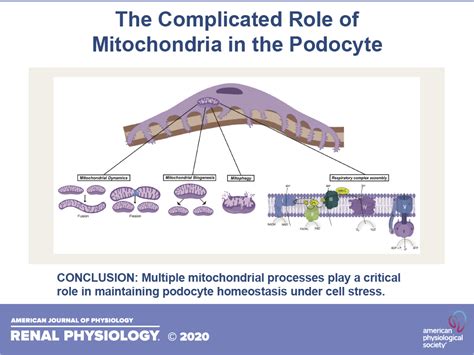 The Complicated Role Of Mitochondria In The Podocyte American Journal