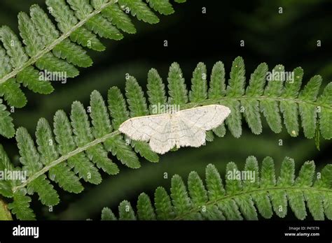 A Pretty Riband Wave Moth Idaea Aversata Perching On A Fern Leaf