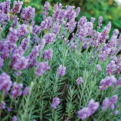 Lavender Phenomenal In 2021 Plant Ts Small Plants Garden Center