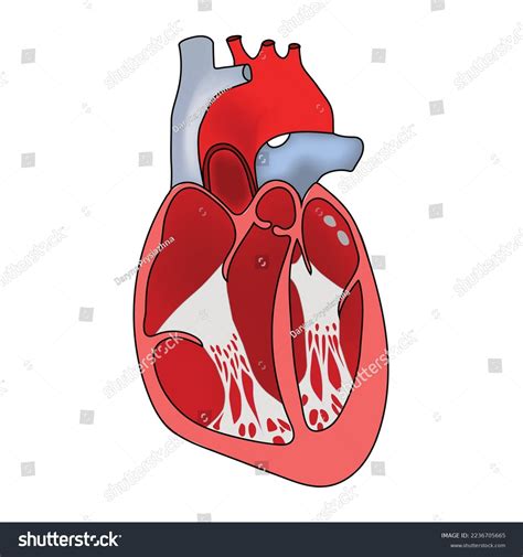 Heart Anatomy Heart Chambers Heart Valves Stock Vector (Royalty Free) 2236705665 | Shutterstock