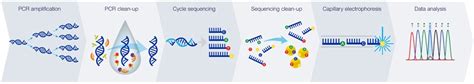 Sanger Sequencing Workflow | Thermo Fisher Scientific - US