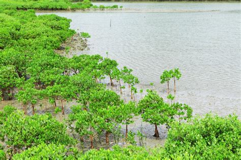 Red Mangroves stock image. Image of kong, landscape, branch - 29021091