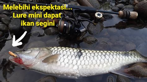 Emang Boleh Pakai Lure Mini Dapat Ikan Sebesar Ini Youtube