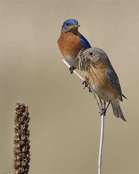 Eastern Bluebird - Sialia sialis | Wildlife Journal Junior