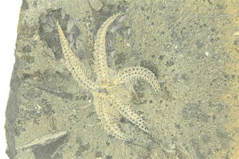 1 4 Ordovician Brittle Star Ophiura Morocco 290643 For Sale