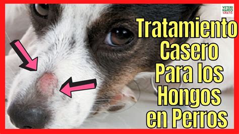 Cuanto Dura La Tiña En Un Perro