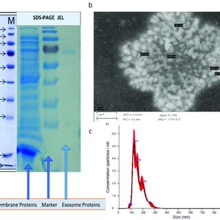 (a) SDS-PAGE gel results recorded for surface proteins of the... | Download Scientific Diagram