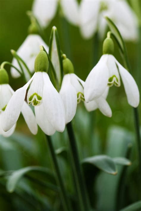 Free Images Nature Blossom White Flower Petal Bloom Spring