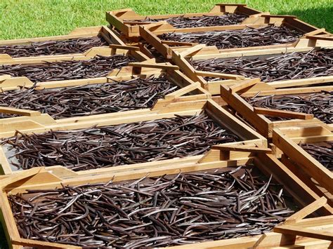 Drying Vanilla Beans Mauritius Free Photo On Pixabay