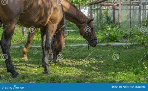 Horses Eating Apple on Pasture. Mouth of a Horse that Eats an Apple ...