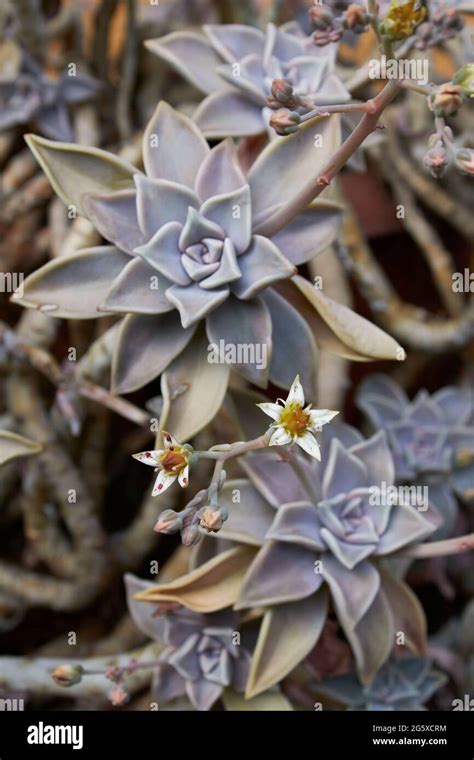 Graptopetalum Paraguayense In Bloom Stock Photo Alamy