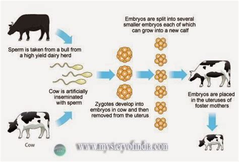 Indias First Cloned Desi Gir Female Calf Ganga INSIGHTS IAS