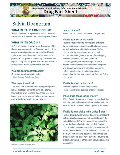 Salvia Divinorum Drug Fact Sheet - Hallucinogen Research