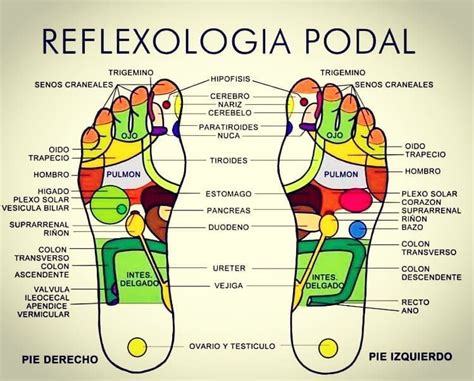 Mapa De Los Pies Reflexologia Bankfeal