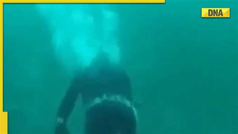 Baal Baal Bach Gaya Video Of Mans Close Encounter With Shark Goes Viral