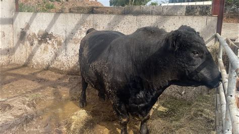 Aberdeen Angus Bull Most Biggest Cow Youtube