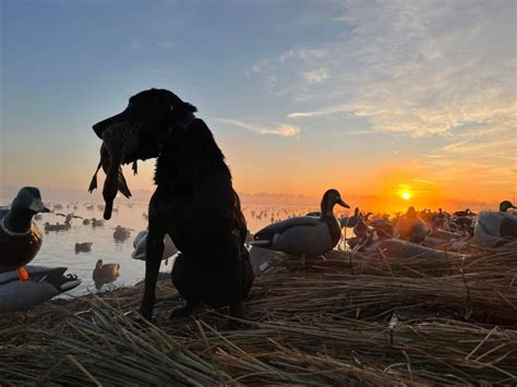 Illinois Waterfowl Hunting Guided Duck Goose Hunts Heartland Lodge