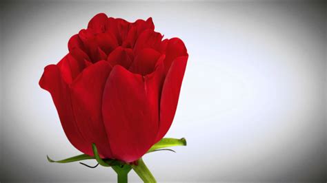 3d Animation Rose Flower Images Hd Wallpapers 1080p