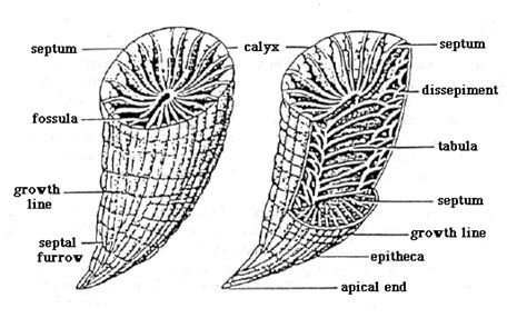 Tooth vs Horn Coral - Fossil ID - The Fossil Forum