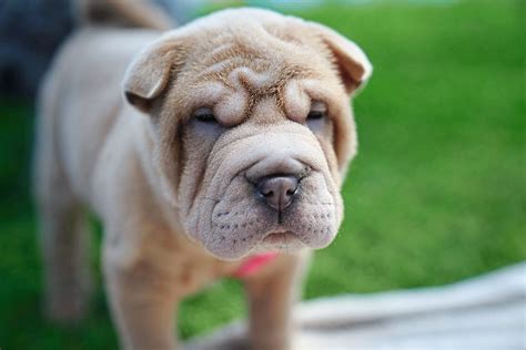 Is A Shar Pei A Dangerous Dog