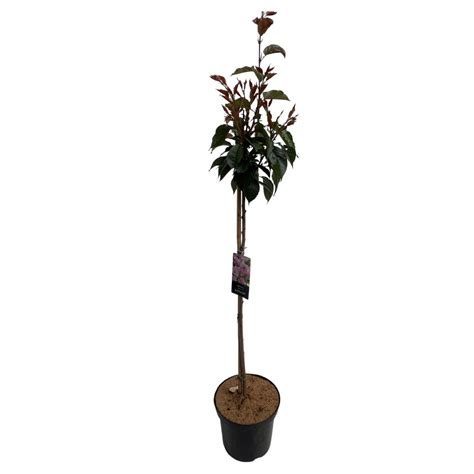 Prunus Serrulata Kanzan Plant Wholesale FlorAccess