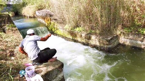 Village Fishing Baam Fish Catching Fisher Man Catch With Indian Eel