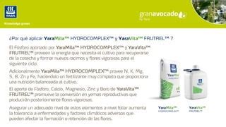 Guianutricional Aguacate Pdf