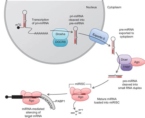 Schematic Depicting The Biogenesis Of Mirna From Transcription To