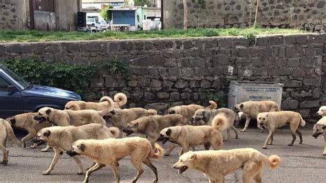 Köpekleri itlaf kanununu ilk Atatürk çıkarmış Timeturk