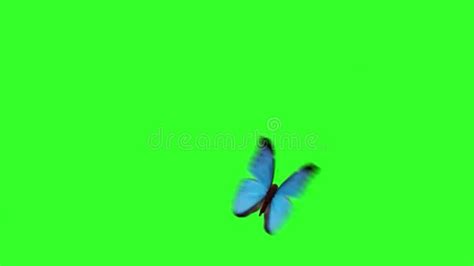 Butterflies Green Screen Stock Footage Video Of Holiday 41093722