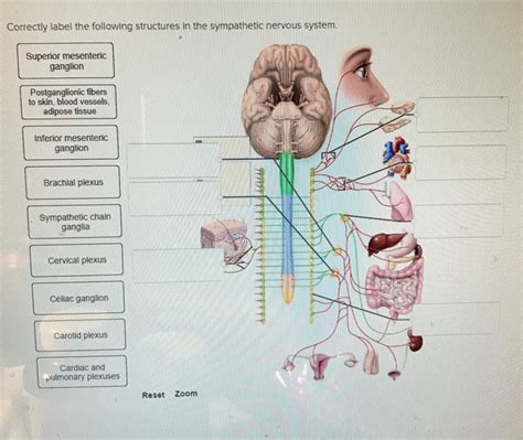 Solved Correctly Label The Following Structures In The Chegg