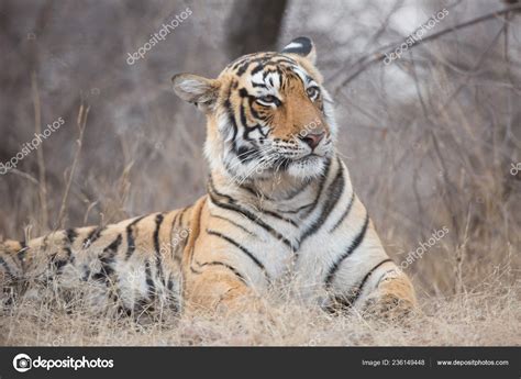 Indian Tiger Natural Habitat Excellent Illustration Soft Light Stock ...