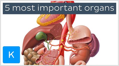 INTEGRATED SCIENCE: Internal Organs