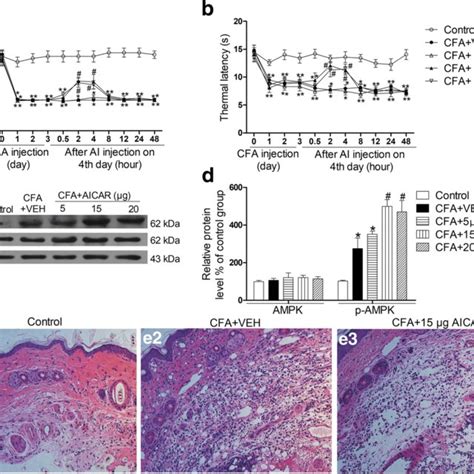 PDF AMPK Activation Attenuates Inflammatory Pain Through Inhibiting