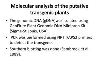 Molecular Analysis Of Putative Transgenic Plants PPT