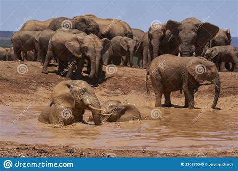 African Elephants Bathing In Addo Elephant Park Stock Image Image Of