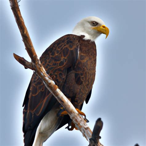 Florida Birds Of Prey Eagles Falcons Hawks Vultures Raptors And