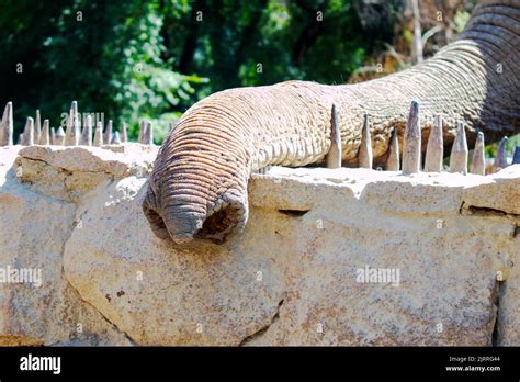 elephant trunk on the fence at the zoo Stock Photo - Alamy