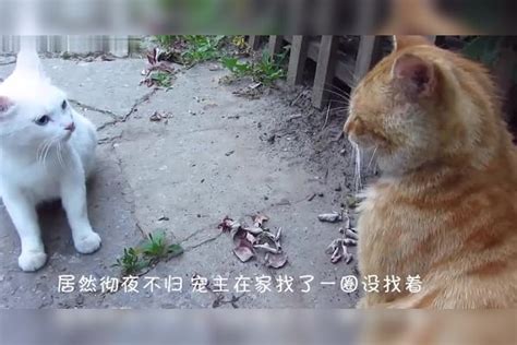 猫咪半夜偷溜出去玩彻夜未归，主人焦急寻找，结果让人始料未及出去玩主人结果