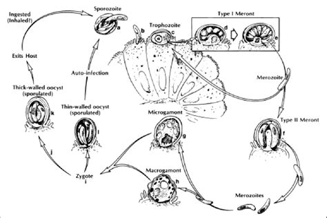 2 Life Cycle Of Cryptosporidium Parvum Current And Garcia 1991 Download Scientific Diagram