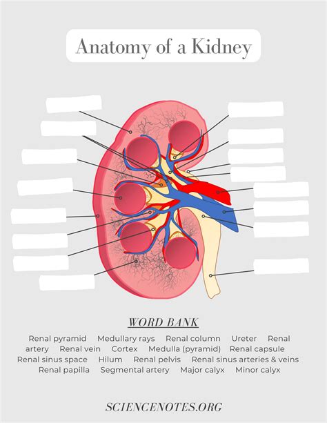 Human Anatomy Worksheets And Study Guides Worksheets Library