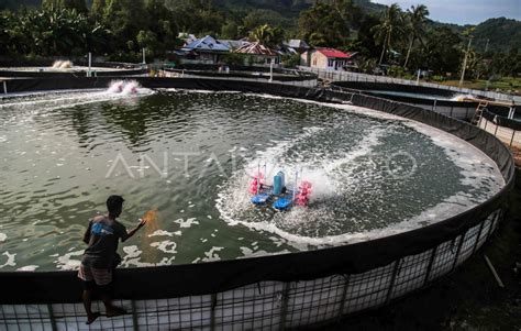 Tambak Budidaya Udang Vaname Di Tidore Kepulauan ANTARA Foto