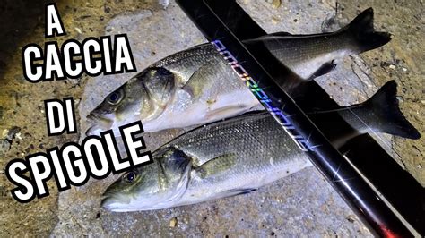 A Caccia Di Spigole Pesca Con Il Gambero Vivo Youtube