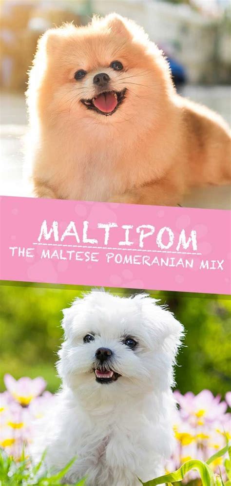 Maltese Pomeranian Mix