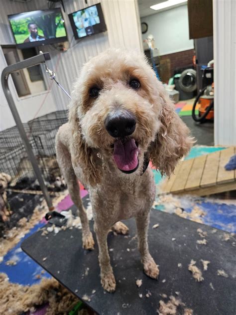 Greater Pittsburgh Poodle Rescue