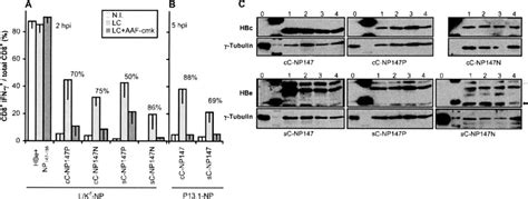 Np Epitope Processing From Different Protein Contexts Is