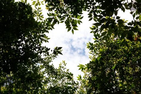 Kostenlose Foto Baum Natur Wald Ast Licht Wolke Himmel