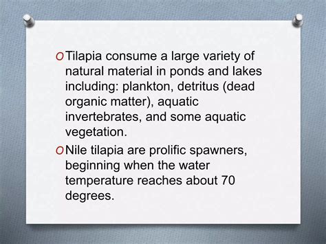 Tilapia | PPTX