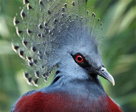 Southern Crowned Pigeon Photo Imagebroker Michael Nitzschke