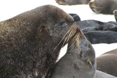 A Seals Whiskers Record A History Of Foraging Motherhood And Stress